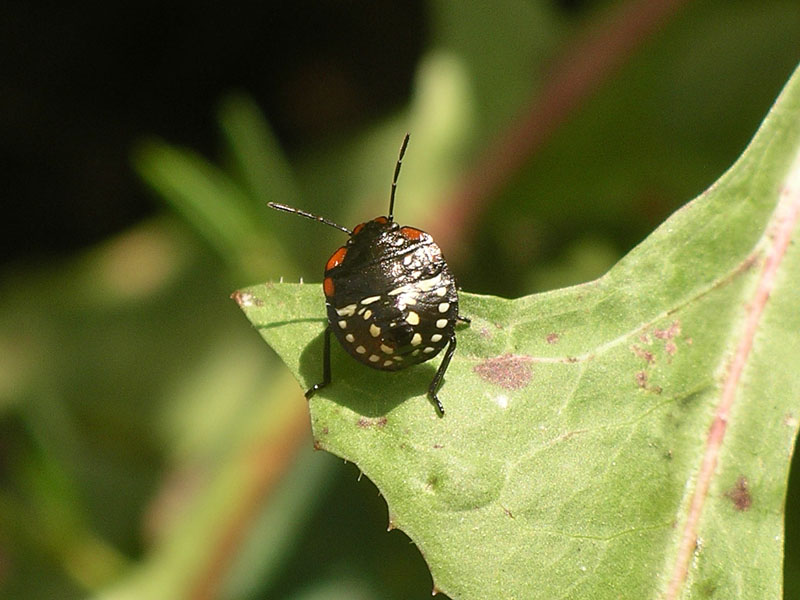 Alcuni eterotteri dei Colli Euganei